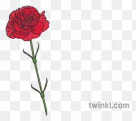 Carnation Flower Flores Para Mama Dia De La Madre Hojas - Flower En Español Png,Carnation Png