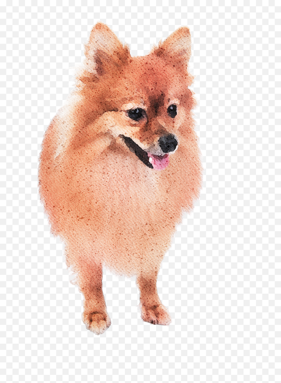 Watercolor Pomeranian Dog - Watercolour Pomeranian Png,Pomeranian Png