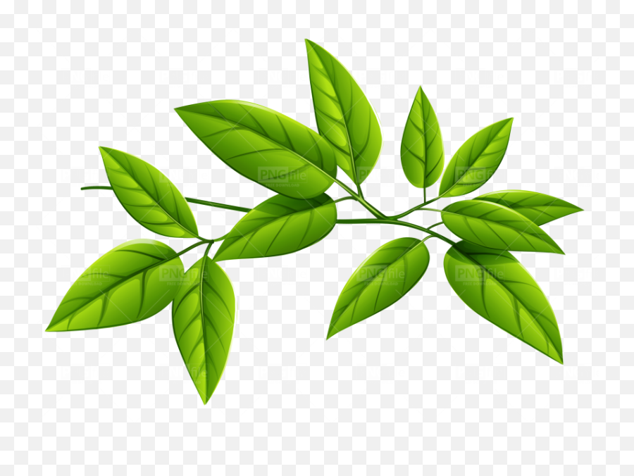 Green Leaves Png Free Download - Photo 218 Pngfilenet Green Leaves Png,Palm Tree Leaves Png