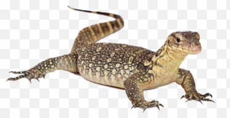Picture - Water Monitor Lizard Transparent png