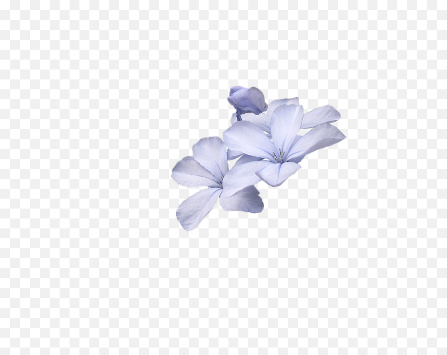 Wild Flowers Blue Flower - Transparent Small Flowers Png,Blue Flowers Png