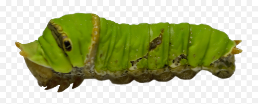 Zapato Caterpillar Transparent Png - Green Caterpillar Png,Caterpillar Transparent Background