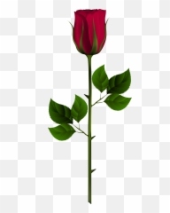 Red Rose Bud Png Free - Rose Bud Png,Red Rose Transparent