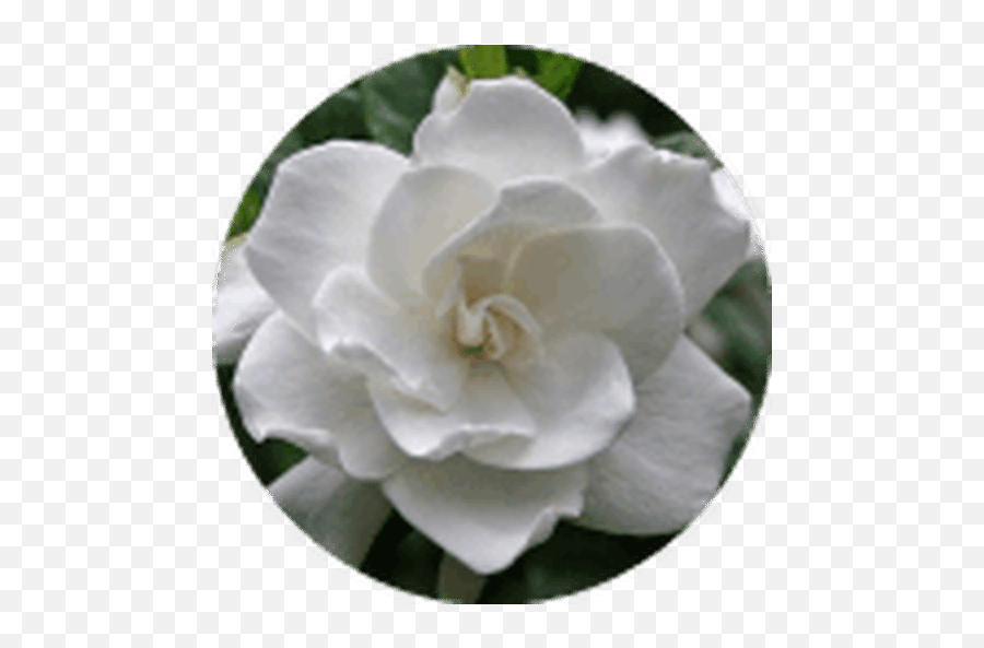 Applying To The Nsf Graduate Research Fellowship Program - Gardenia Flower Png,Booga Booga Icon