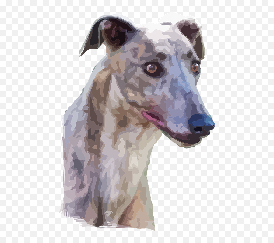 Dog Portrait Alert - Free Vector Graphic On Pixabay Transparent Greyhound Dog Drawing Png,Dog Face Png