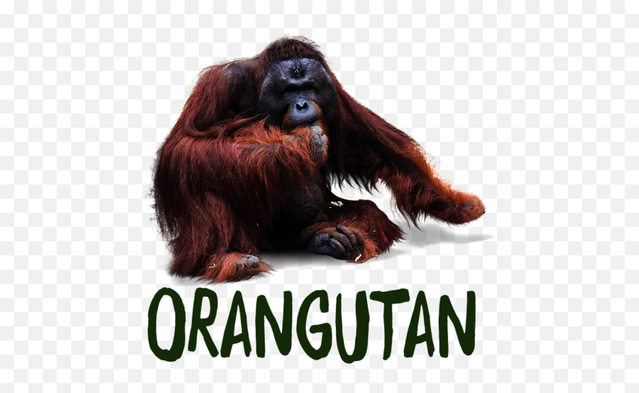 Donations U2013 Zoo Berlin - Photo Caption Png,Orangutan Icon