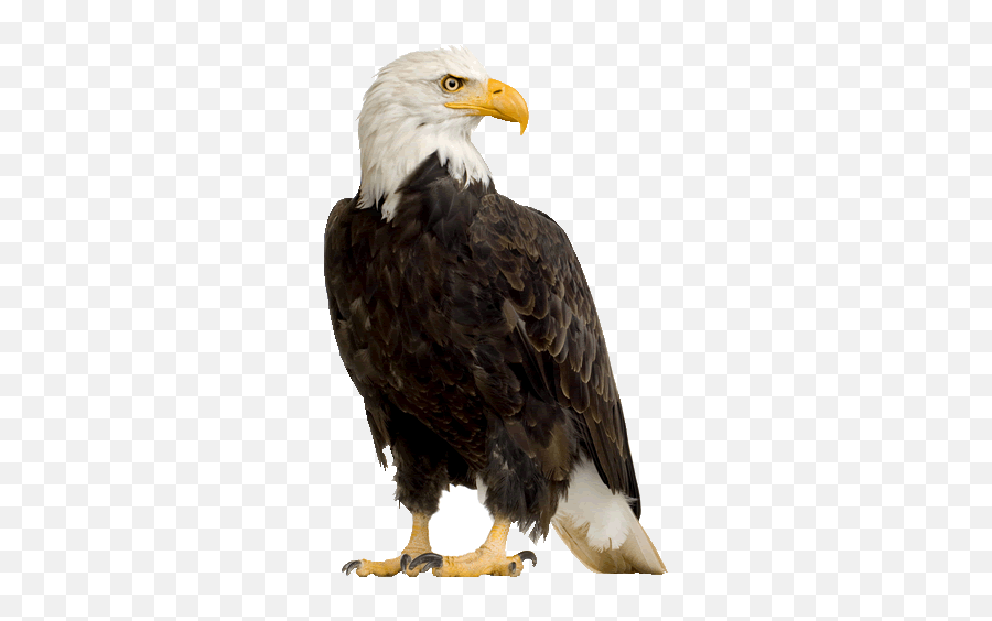 Eagle - Real Eagle Sticker Png,Bald Eagle Transparent