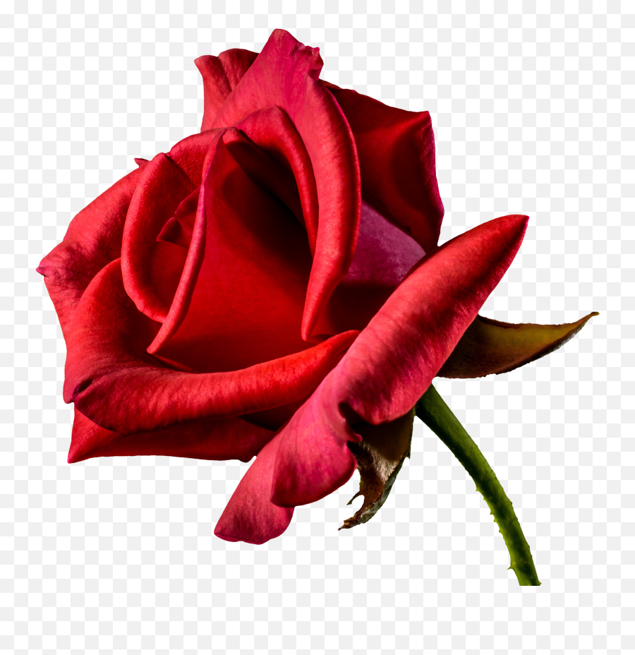 Free Beautiful Red Rose From Side Png Image - Valentine Day Images Png,Red Rose Png