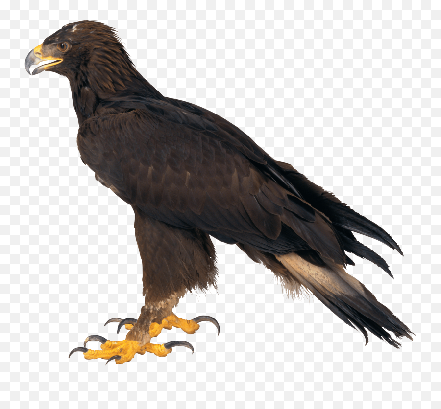 Download Eagle Png Image Hq - Real Eagle Png,Golden Eagle Png