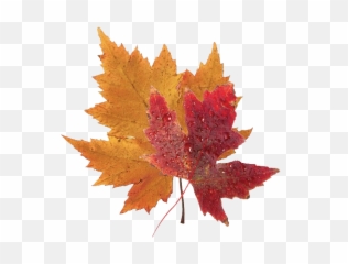 Red Leaf Png 4 Image - Real Blue Maple Leaf,Autumn Leaves Png