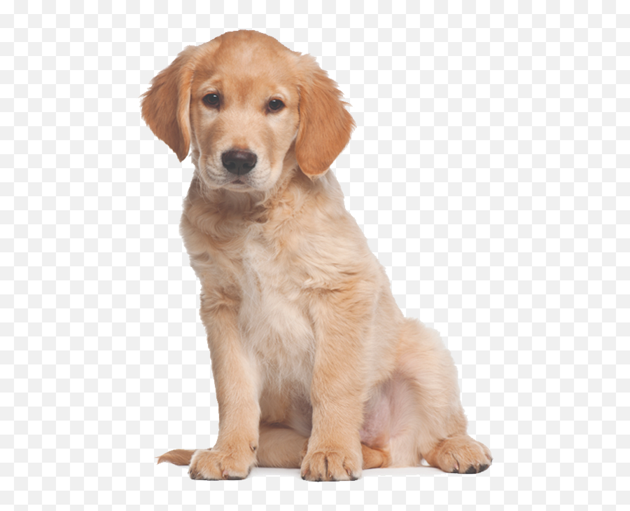 Golden Retriever Png Transparent