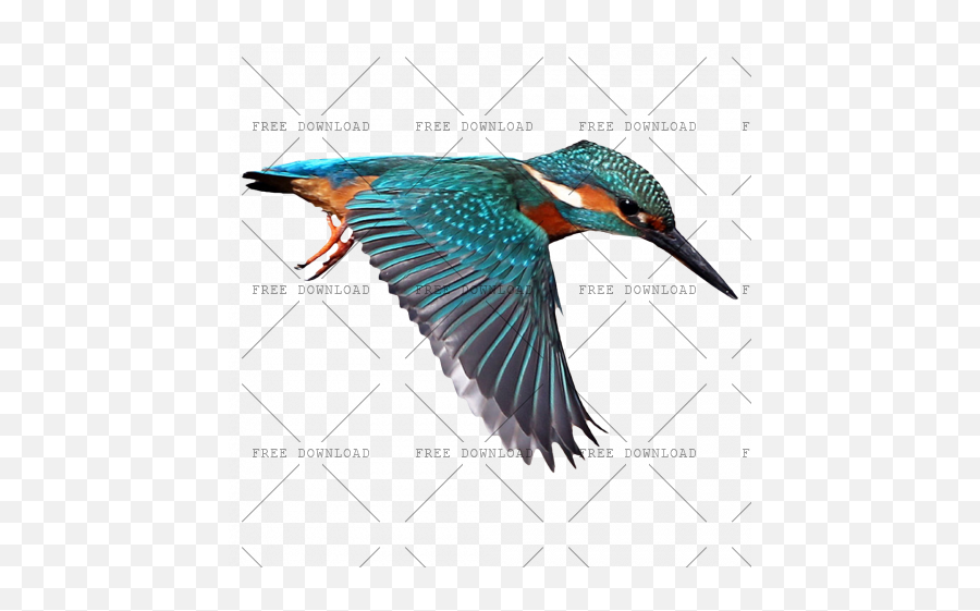 Kingfisher Png Image With Transparent Background - Photo,Hummingbird Transparent Background