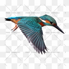 Kingfisher Png Image With Transparent Background - Photo