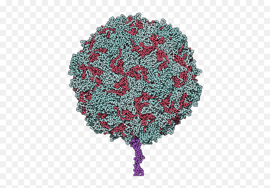 When Bad Viruses Do Good Research Blog - Poliovirus Receptor Png,Virus Transparent