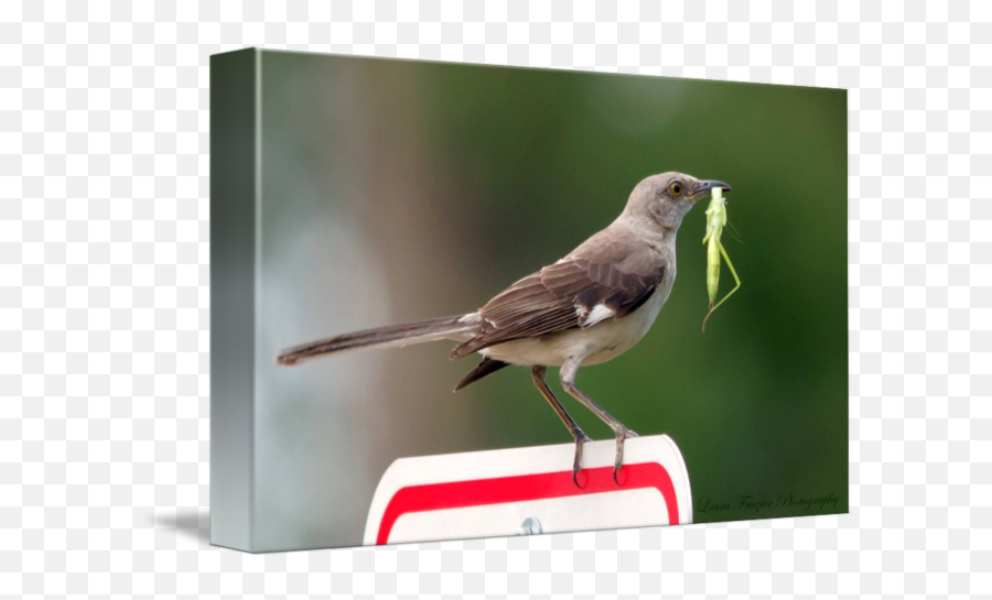 Northern Mockingbird By Laura Frazier - Northern Mockingbird Png,Mockingbird Png