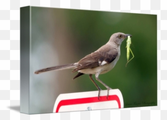 Northern Mockingbird By Laura Frazier - Northern Mockingbird Png,Mockingbird Png