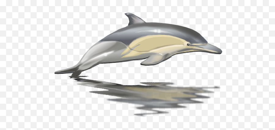 Free - Transparent Jumping Dolphin Png,Dolphin Transparent