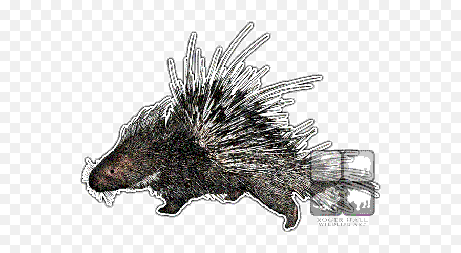 Malayan Porcupine Throw Blanket - Porcupine Drawing With Color Png,Porcupine Png