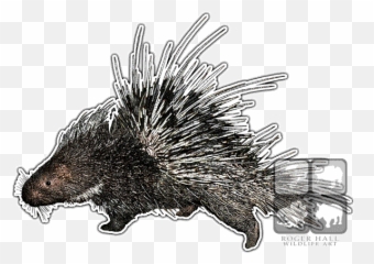 Malayan Porcupine Throw Blanket - Porcupine Drawing With Color Png,Porcupine Png