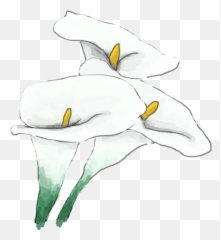 Kristinbelldesignwhitelily - Lily Png,White Lily Png
