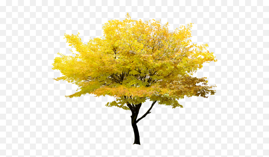 Twig Tree Maple Yellow Free Clipart Hd U2013 Png Images - Transparent Background Maple Tree Png,Twig Png