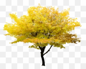 Twig Tree Maple Yellow Free Clipart Hd U2013 Png Images - Transparent Background Maple Tree Png,Twig Png