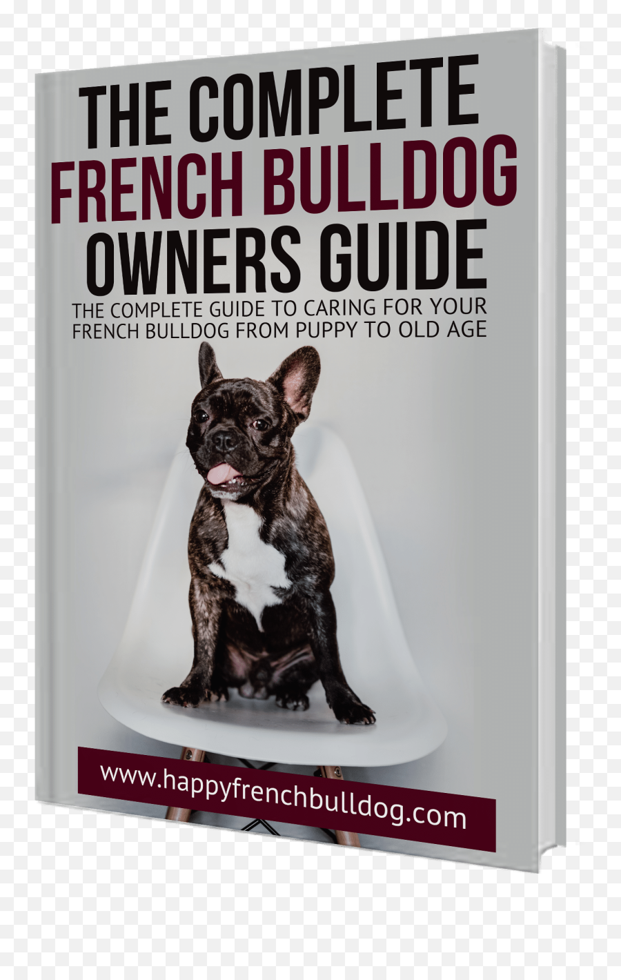 8 Winter Tips For Your French Bulldog Happy - French Bulldog Png,Bull Dog Png