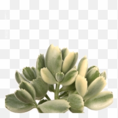 Cotyledon Tomentosa U0027bearu0027s Pawu0027 Variegata - Rosette Png,Bear Paw Png