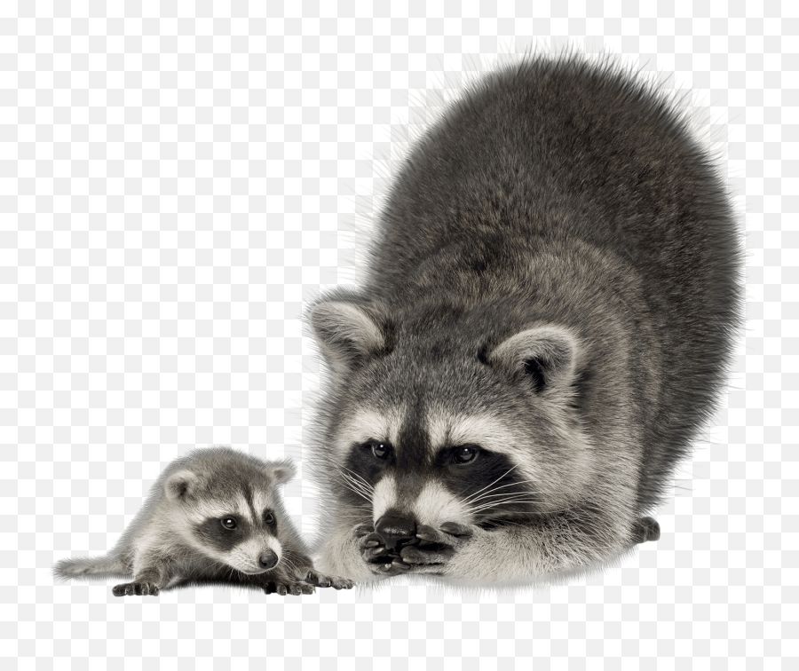Nuisance Wildlife Removal Service Rochester Ny Diamond - Transparent Background Raccoon Png,Racoon Png