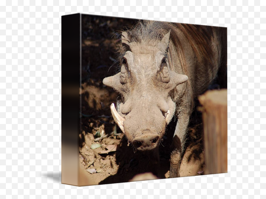 Warthog Beauty By Teresa Schuerman - Picture Frame Png,Warthog Png