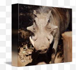 Warthog Beauty By Teresa Schuerman - Picture Frame Png,Warthog Png