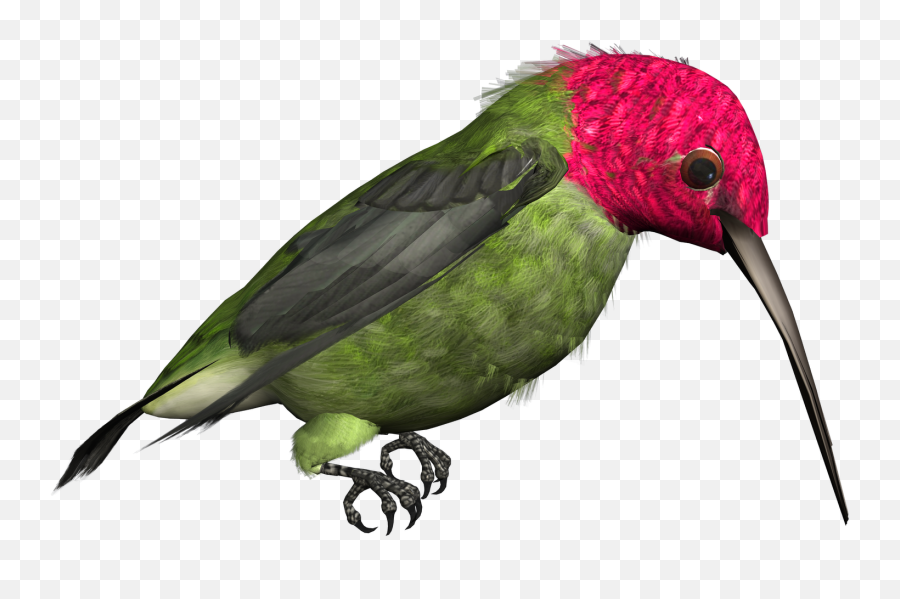 Hummingbird Png Free Download - Bird Illustrations High Resolution,Hummingbird Png