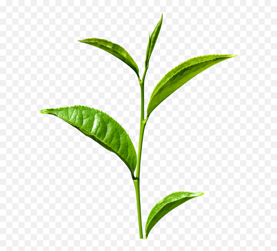 Tea Leaf Png Images Free Download - Green Tea Leaf Png,Palm Tree Leaves Png