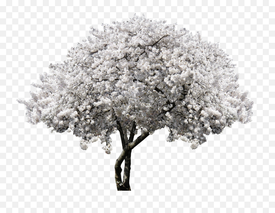 Nature Tree Blossom Bloom Cherry Blossomnature - White Cherry Blossom Png,Cherry Blossom Branch Png