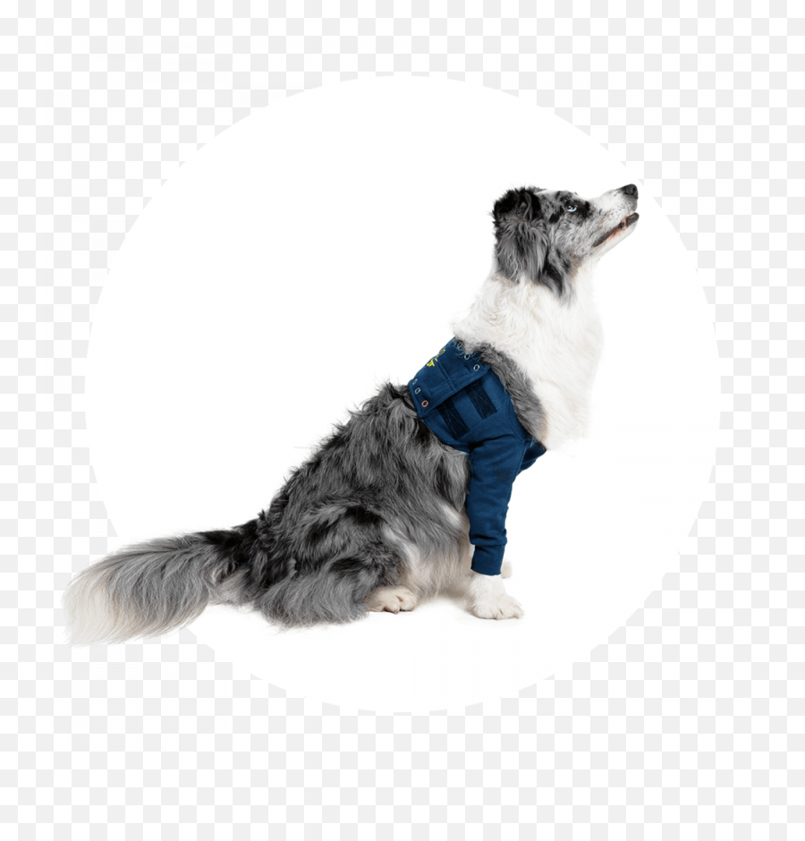 Mps - Taz Single Front Leg Sleeve Dog Medical Pet Shirts Png,Australian Shepherd Icon