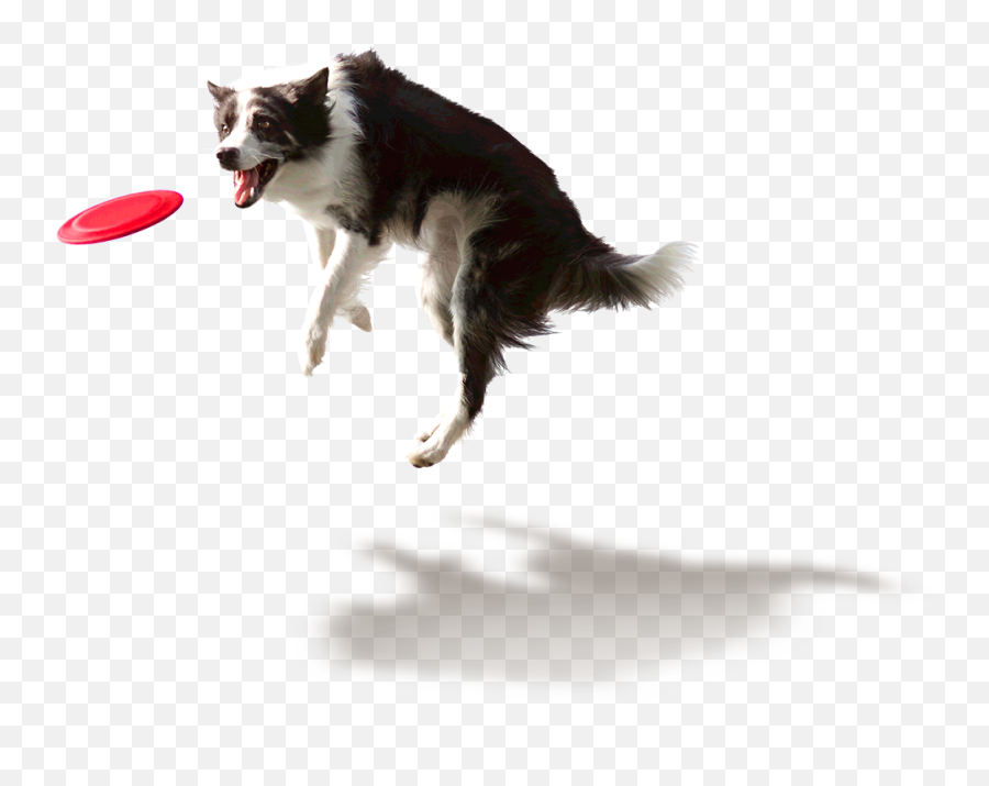 Science Diet - Youthful Vitality For Your 7 Dog Hillu0027s Pet Dog Catching Frisbee Png,Dog Png Transparent