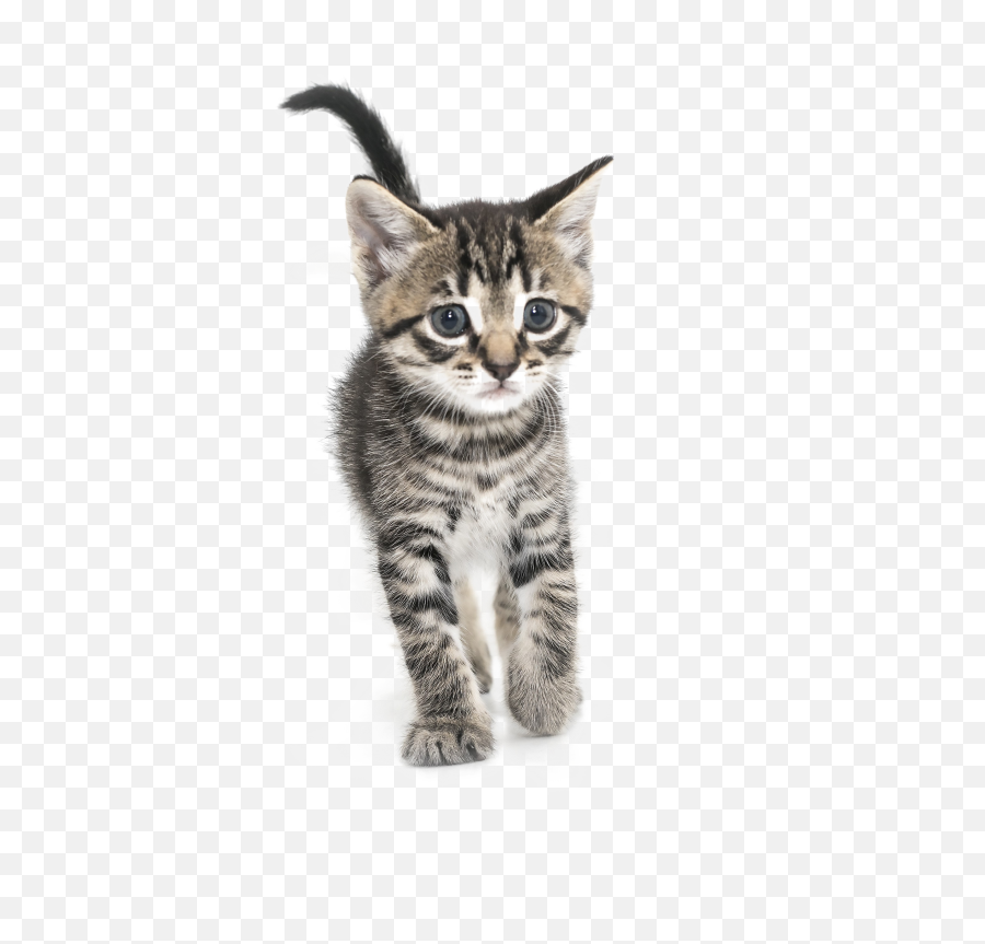 Kitten Png High - Portable Network Graphics,Kitten Transparent Background