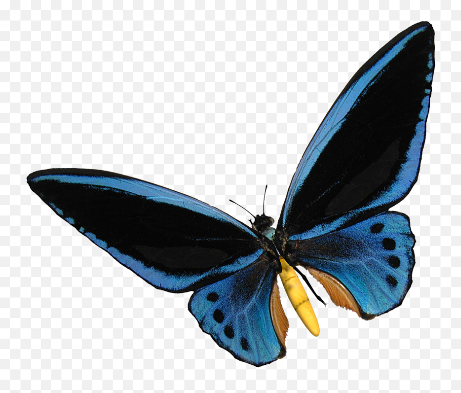 Butterfly Clipart - Blue Birdwing Butterfly Png,Blue Butterflies Png