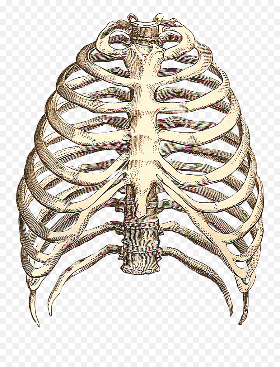 Library Of Back Rib Cage Skeletal Clip - Drawing Rib Cage Png,Cage Transparent
