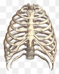 Library Of Back Rib Cage Skeletal Clip - Drawing Rib Cage Png,Cage Transparent