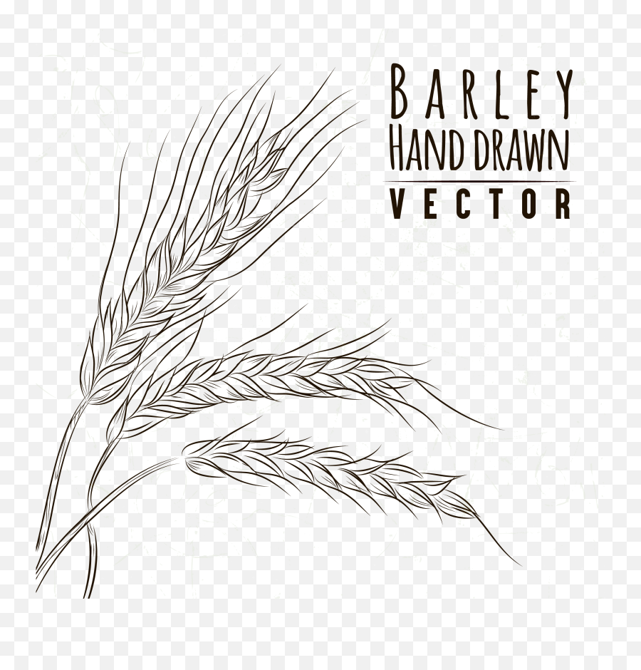 Download Grasses Drawing Line Art Sketch - Hand Drawn Wheat Wheat Plant Png Drawing,Grasses Png