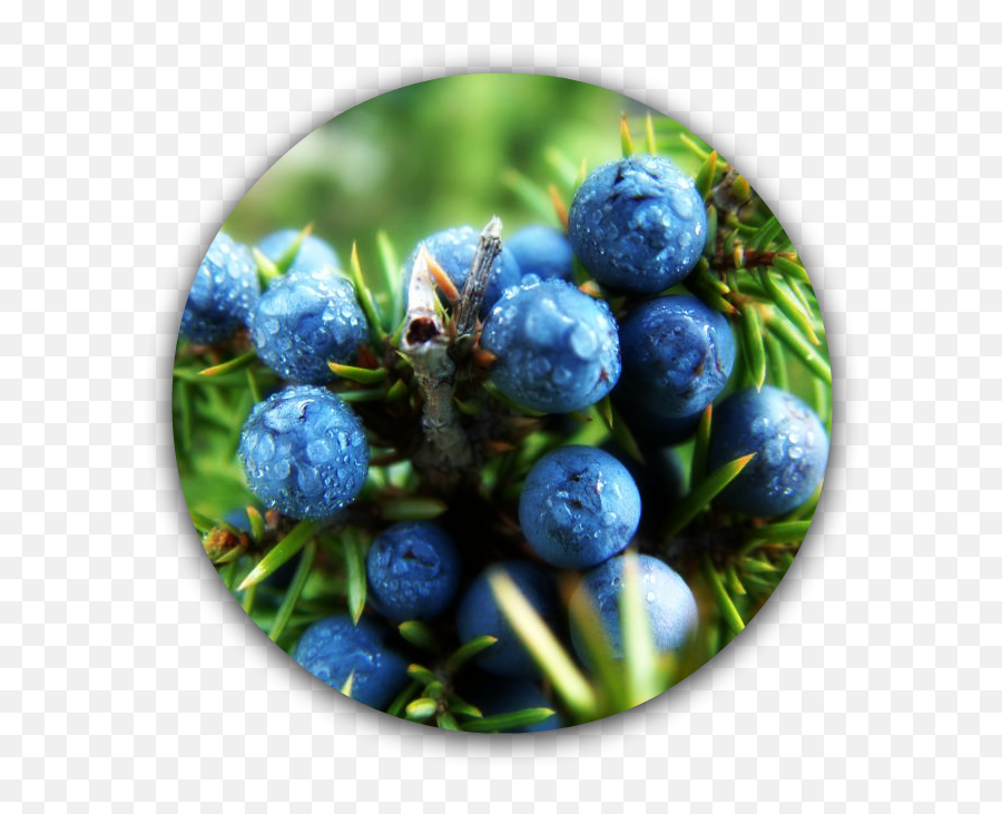 Download Hd Juniper Berries Transparent Png Image - Nicepngcom Juniper Berries,Juniper Png