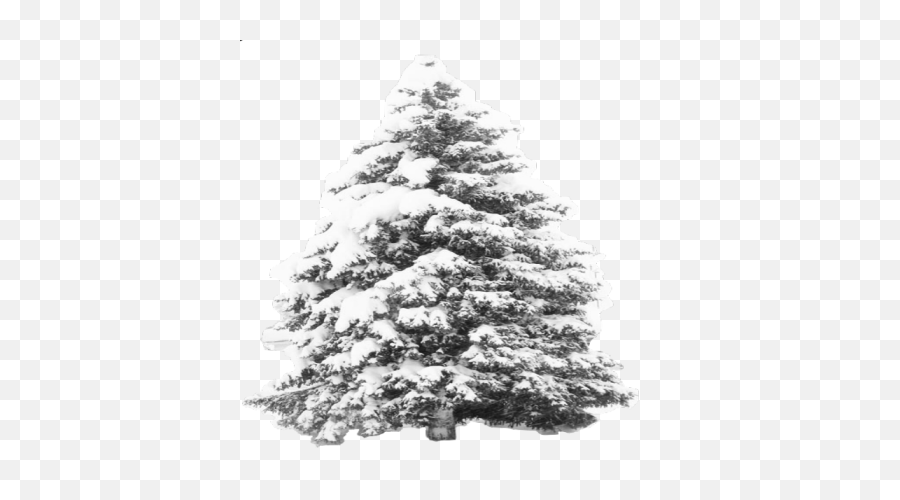 Snow Tree Transparent Roblox - Transparent Pine Tree Snow Png,Transparent Snow