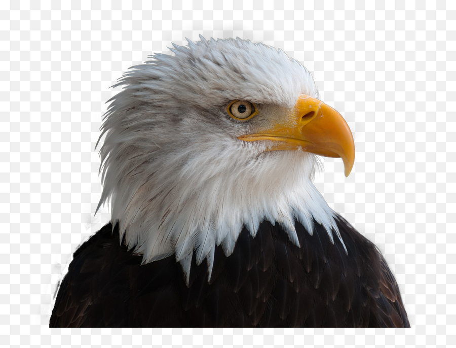 Bald Eagle Bird Raptor Bill - Transparent Bald Eagle Png,Bald Eagle Transparent