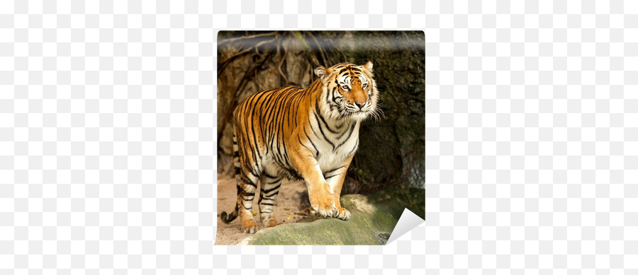 Bengal Tigers - Imagen Real De Un Tigre Png,Tigers Png