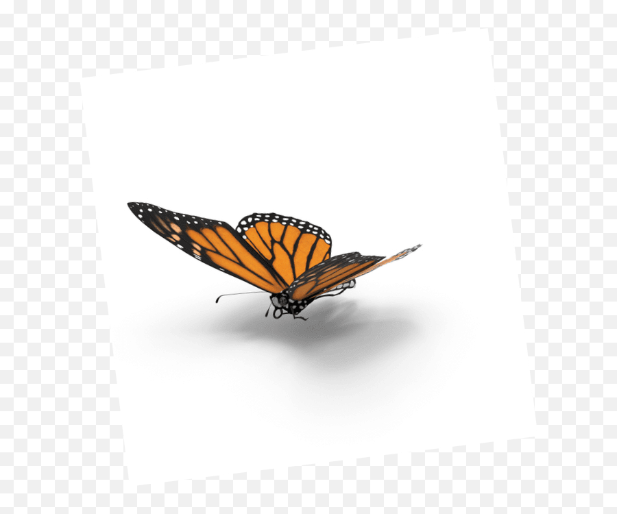Imagem Borboleta - Monarch Butterfly Png,Monarch Butterfly Png
