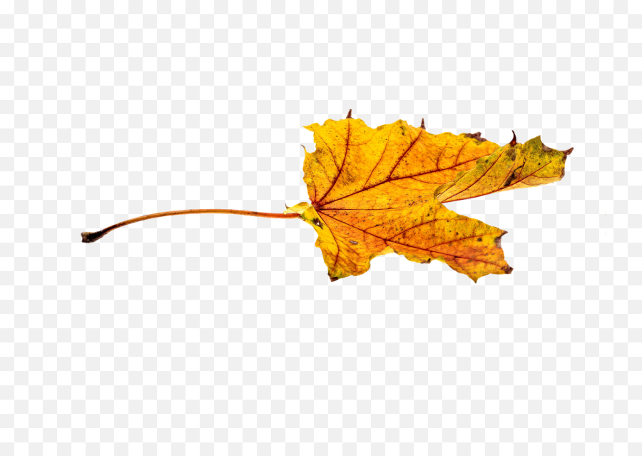 Free Photo Colorful Autumn Leaf - Max Pixel Yellow Autumn Plant Png,Autumn Leaves Png