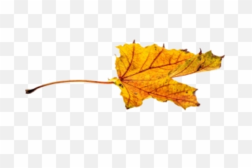 Free Photo Colorful Autumn Leaf - Max Pixel Yellow Autumn Plant Png,Autumn Leaves Png