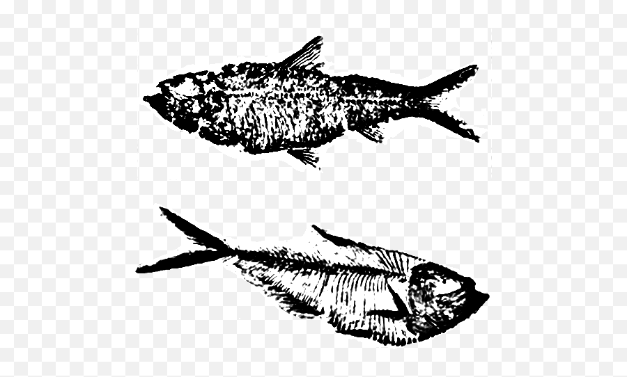 Vocabulary Prehistoric Fossil Fish Impressions For - Fish Fossil Drawing Transparent Png,Fossil Png