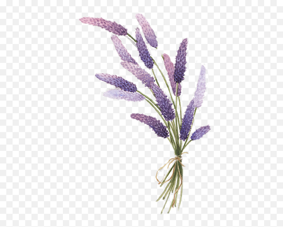 Aesthetic Lavender Plant Drawing Png - Lavender Illustration Png,Lavender Png